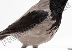  Carrion crow  (Corvus corone)